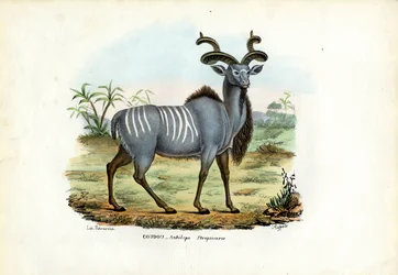 Grote Kudu, 1863-79